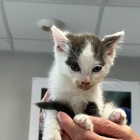 RAJAH, chatte à adopter