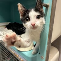 WILLY, chat à adopter