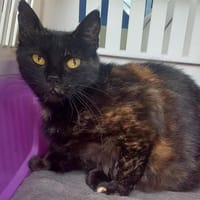 TORTILLE QCT, chatte à adopter