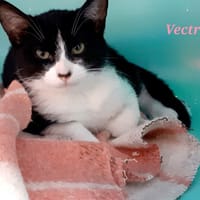 Vectra, chatte à adopter