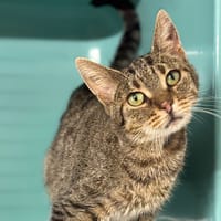Polly Cab4289, chatte à adopter