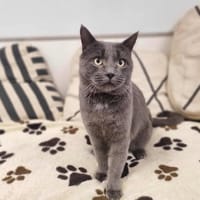 OTIS, chat à adopter