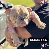 Eleonora, cane femmina da adottare