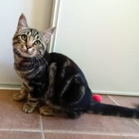 ALFONSE, chat à adopter