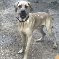 Dexter, chien à adopter