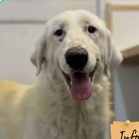 Engaly, chienne à adopter