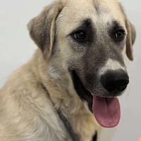 Finike, chienne à adopter