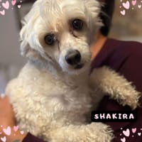 SHAKIRA, cane femmina da adottare