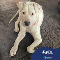Aria, female dog to adopt