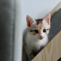 Luna, chatte à adopter