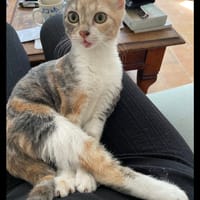 BÉBÉ, chatte à adopter