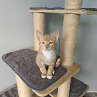 Ruby, katers ter adoptie