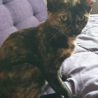 Chanel, chatte à adopter