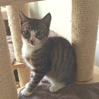 Azad, katers ter adoptie