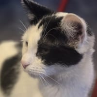 Selena, chatte à adopter
