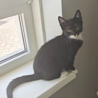 Averen, katers ter adoptie