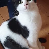 Dandy, chat à adopter