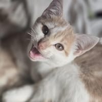 Maui, chat à adopter