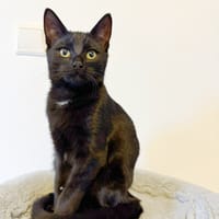 Zelda, poezen ter adoptie