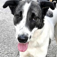 LUZ, chienne à adopter