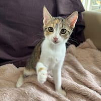 Ariel, poezen ter adoptie