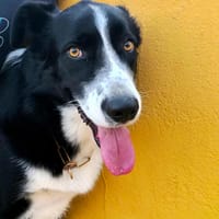 REY, chien à adopter