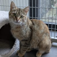 AURIANE, chatte à adopter