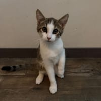 Donald, katers ter adoptie