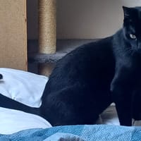 Sunny, poezen ter adoptie