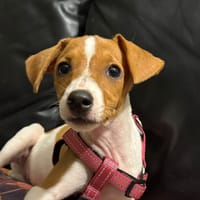 KIRA (Martina), chienne à adopter