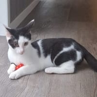 Hazel, poezen ter adoptie