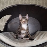 Pecan, katers ter adoptie