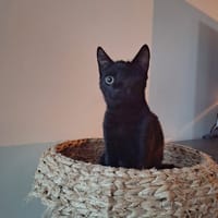 Pippi, poezen ter adoptie