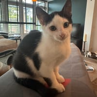 Rein Vos, katers ter adoptie