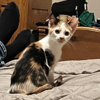 Elsa, poezen ter adoptie