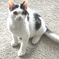 Meester, katers ter adoptie