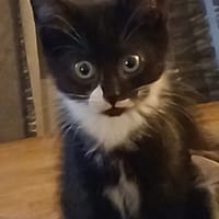 Free, poezen ter adoptie