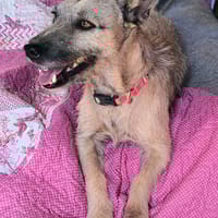 LOLO (Rescate), chien à adopter