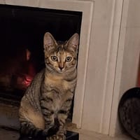 ANIA, chatte à adopter