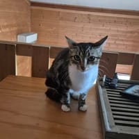 PERLE, chatte à adopter
