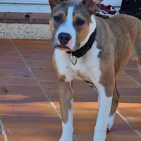ALYBI, chienne à adopter