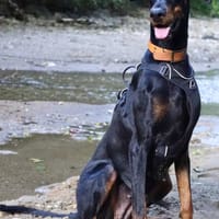 LAYA, chienne à adopter