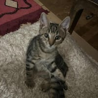 Victor, chat à adopter