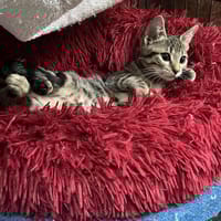 Diego, chat à adopter
