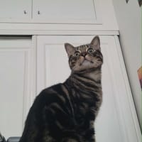 Kombu, chat à adopter
