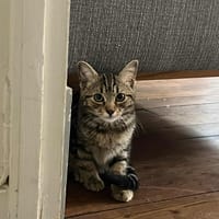 Asia, chatte à adopter
