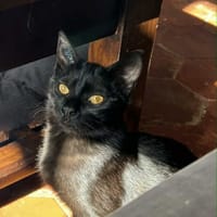 Hannae, chatte à adopter