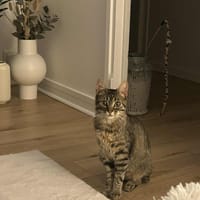 Suzy, chatte à adopter