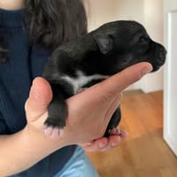 Moo, chienne à adopter