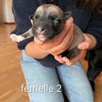 Vaya, chienne à adopter